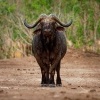 Buvol africky - Syncerus caffer - African Buffalo o3871